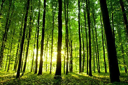 Amogy and Plastic 2 Green partner to pioneer ammonia energy solutions