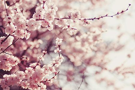 Oxford Flow enters Japanese market with VENN distribution partnership